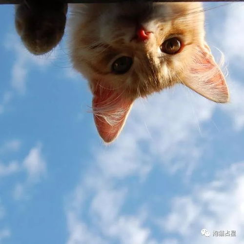  抱猫占星十二月星座运势十二星座完整版,2018莫留遗憾