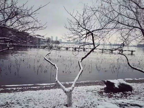  南京美到窒息的雪景都在这里,还有奇葩雪人对对碰
