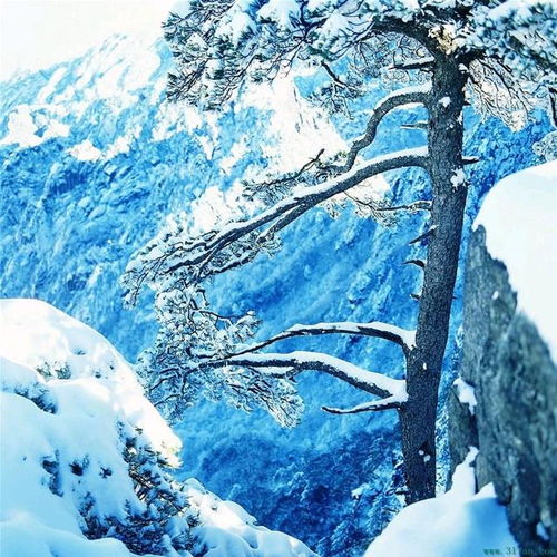 雪景头像高清雪后