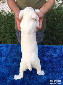  出售孙红雷同款牛头梗幼犬有海盗眼.纯白等颜色可选