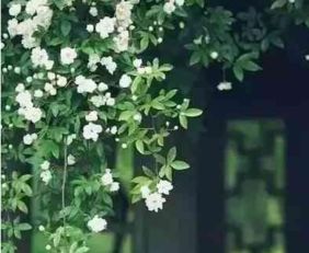  心态决定人生心态不好你将永远是个弱者
