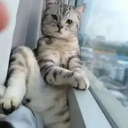  好霸气的一只猫,风骚和霸气相结合