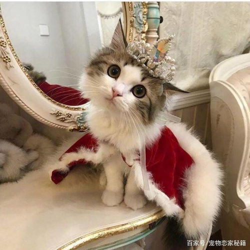  猫咪是你得罪不起的物种