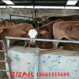 微信提升运气的头像肉牛