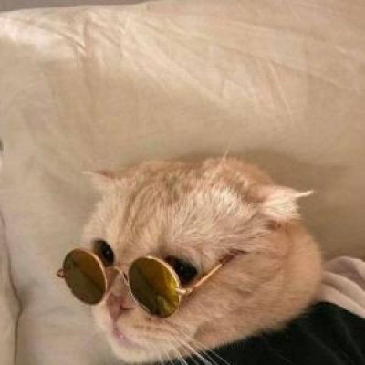  猫猫头像高清可以当头像的猫图片