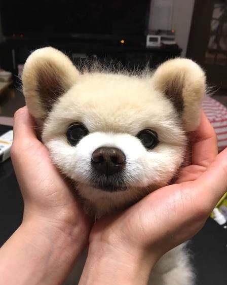  会微笑的狗狗一招治愈你的心