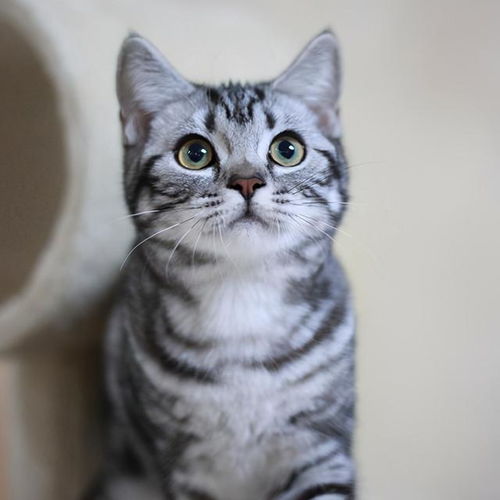  美短猫吃什么猫粮好