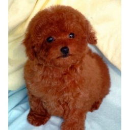 卡通泰迪犬头像