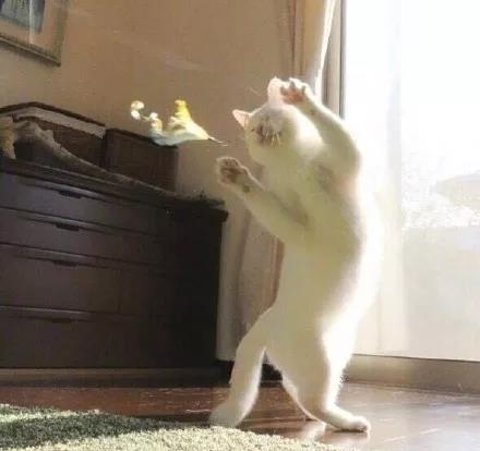  如果说奶牛猫是猫届二哈,那么白猫可能就是猫届萨摩耶了吧