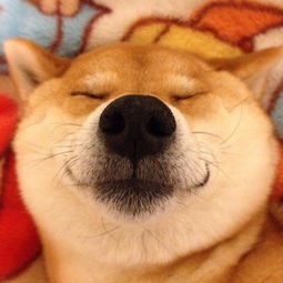  呆萌柴犬成火车站长简直萌翻天了融化网友的心图