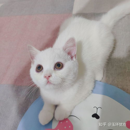  纯白英短跟普通白猫的区别到底在哪里