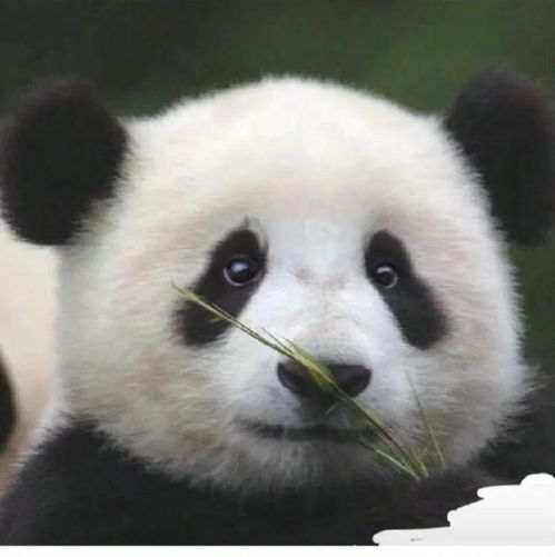  多位熊猫爱心大使保持沉默,黄晓明等明星率先为熊猫丫丫发声