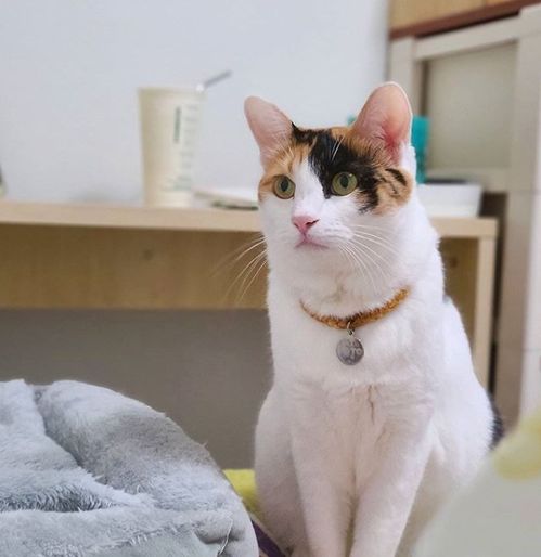  猫也会怕孤独70猫更喜欢群居,猫独处8小时后会慌乱
