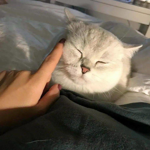 微信头像背景是山好吗座