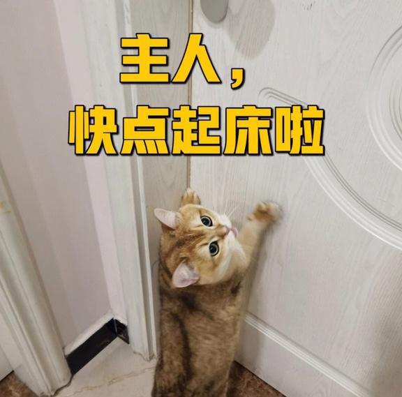 游戏头像怎么换?猫猫