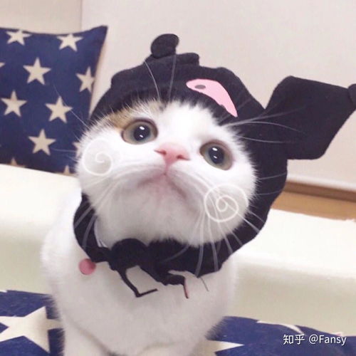  求猫和兔子的情侣头像