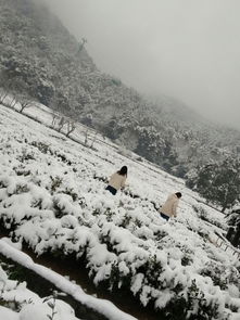  西湖的雪景