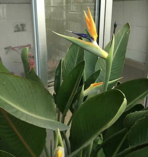  1种高颜值花,花朵就像1只鸟,客厅卧室都能养