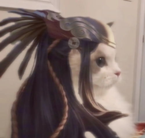  王者荣耀明世隐猫咪头像有哪些王者荣耀猫咪头像明世隐下载乖乖手游网
