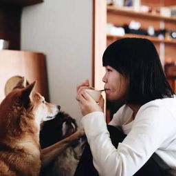  我可能是最懂猪的心情的家具设计师