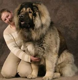  大型犬的品种名字加图片,谢谢