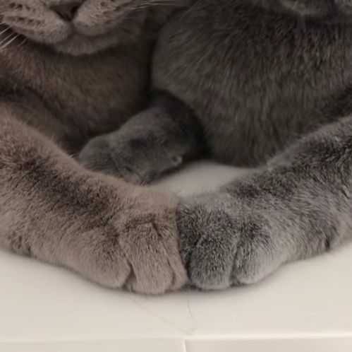  全网最甜的兄弟猫,实在是太太太太太上头了