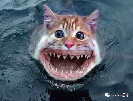  被猫咬了不打疫苗会死吗