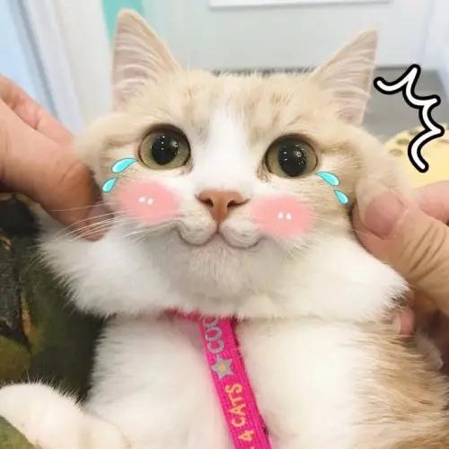  youarecute可不是夸你很可爱,说错很尴尬,千万别乱说