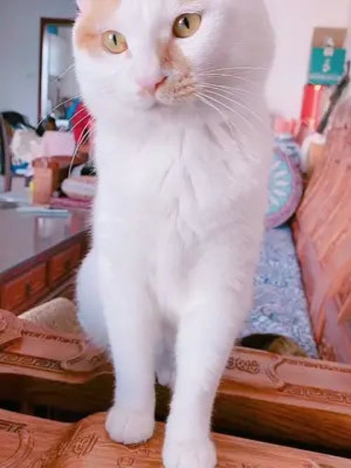 激萌动物家养宠物动物卖萌英国短毛猫