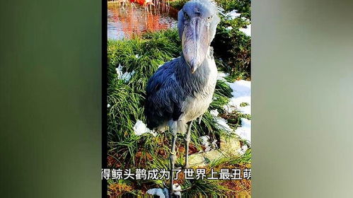  神奇动物鲸头鹳神秘而独特的大型鸟类,令人惊叹的生物