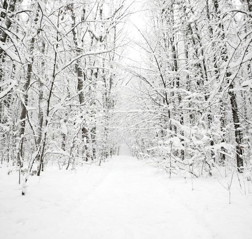  高清冬季冬天雪景自然风景jpg图片摄影图下载至来源处