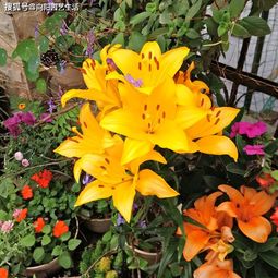  百合养护攻略,花期长达30天,简单4步教会你,春节正赶开花