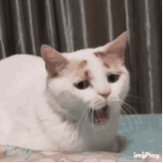  大家有没有好玩的猫猫狗狗图发出来看看,我先发为敬