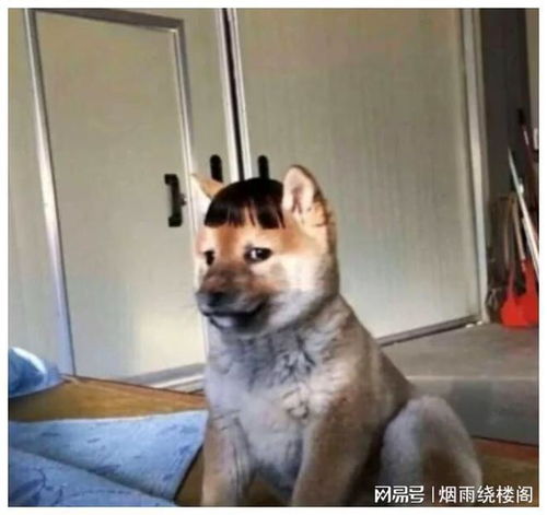  搞笑文案新的一年余额可以上涨体重不行