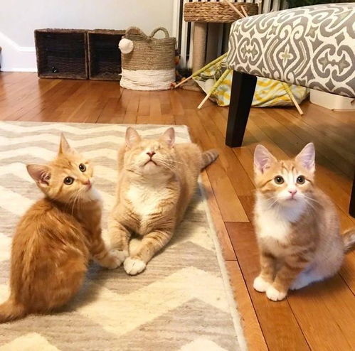  同是沦落人,三只猫咪的爱情史