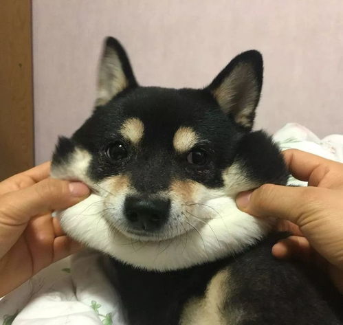  柴犬尴尬期该怎么喂养饮食上需要吃些什么
