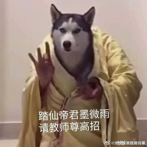 二哈和他的白猫师尊所有cp