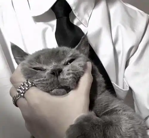  央视呼吁立法禁止虐待动物,猫狗地位与人持平,社会文明表现