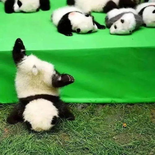  头像搞怪