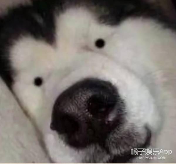  羚羊王子真实存在刘全有小猫上热搜,小狗熬夜秃头还有黑眼圈