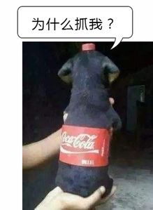  可口可乐和百事可乐哪个更好喝