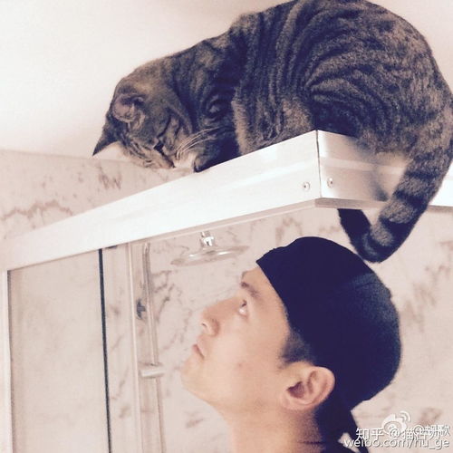  养猫的明星有哪些