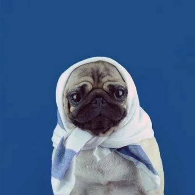  逗比狗狗图片大全狗狗搞笑头像图片大全