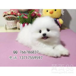  北京哪里有博美幼犬,纯种哈多利球体博美-黄页88网