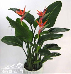  什么名字开花吗有什么作用