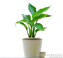  鹤望兰