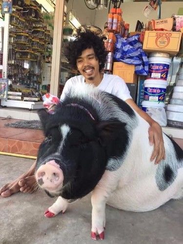  迷你猪发生天大变化,与五月前刚回家时不一样