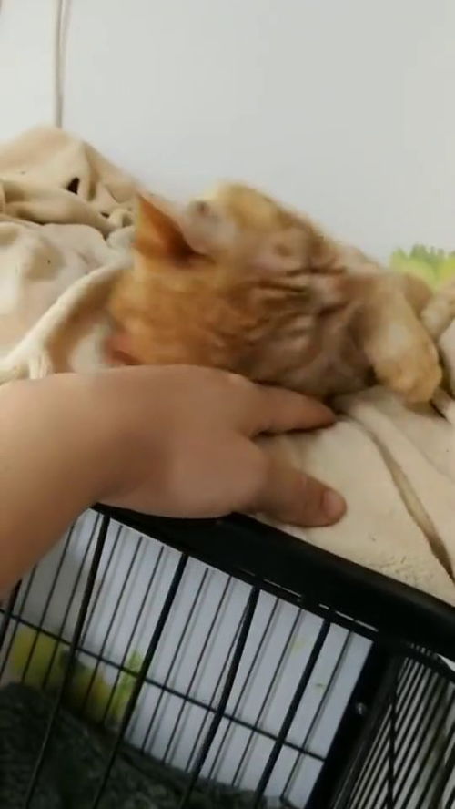  萌宠生病了不肯乖乖吃药的小猫咪,撒娇卖萌能治病吗