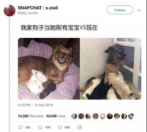  狗狗刚生了宝宝很开心,可是没过多久,竟把小奶汪...