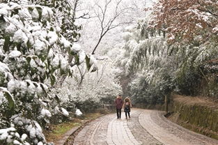  紫金山一夜银装素裹玄武湖幕府山夫子庙雪景最好看
